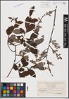 Foto von Salix aurita L. x Salix grandifolia Ser.